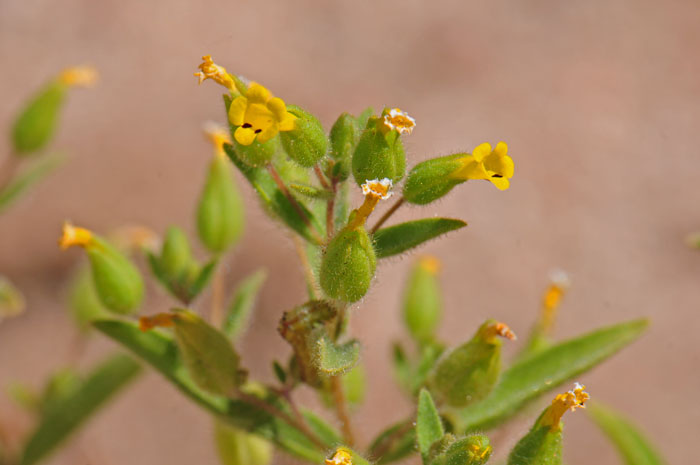 False Monkeyflower is a native annual with small yellow flowers that look similar to Seep Monkey Flower. Mimetanthe pilosa False Monkeyflower is a native annual with small yellow flowers that look similar to Seep Monkey Flower. Mimetanthe pilosa